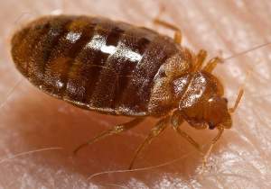 Bed_bug,_Cimex_lectularius